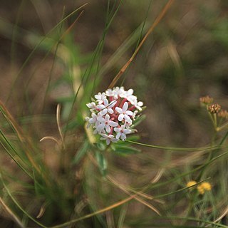 Stellera chamaejasme unspecified picture