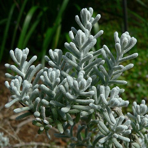Maireana sedifolia unspecified picture