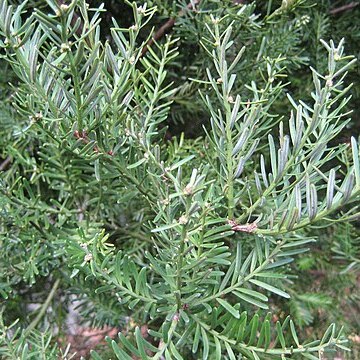 Prumnopitys unspecified picture