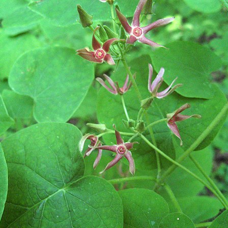 Matelea obliqua unspecified picture