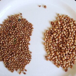 Vigna aconitifolia unspecified picture