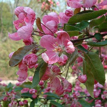 Malus x purpurea unspecified picture