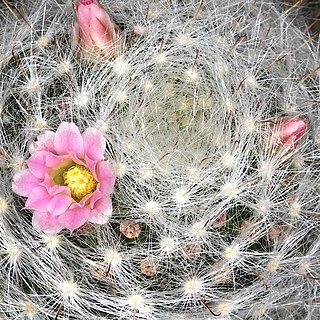 Mammillaria glassii unspecified picture