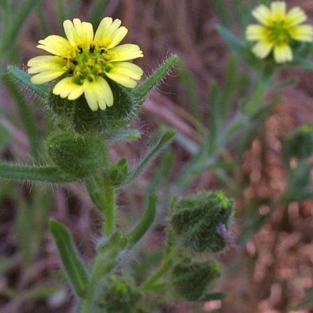 Madia gracilis unspecified picture
