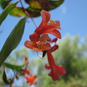 Marianthus unspecified picture