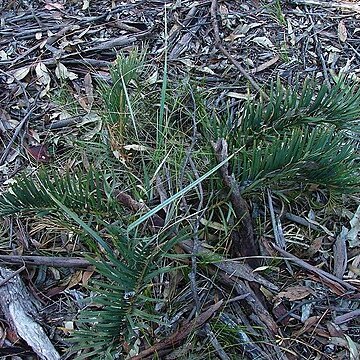 Macrozamia secunda unspecified picture