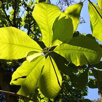 Magnolia officinalis unspecified picture