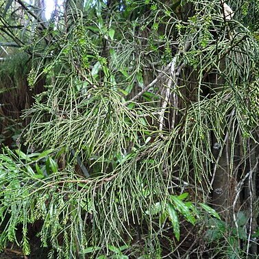 Manoao unspecified picture