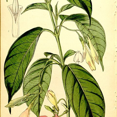 Mandevilla urophylla unspecified picture