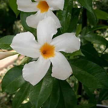Mandevilla boliviensis unspecified picture