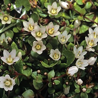 Lysimachia huttonii unspecified picture