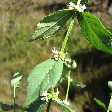 Lycopus amplectens unspecified picture