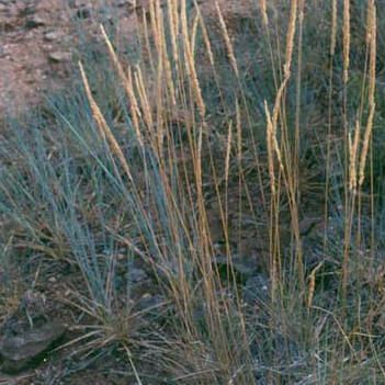 Lycurus unspecified picture