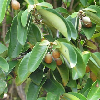Myristica globosa unspecified picture