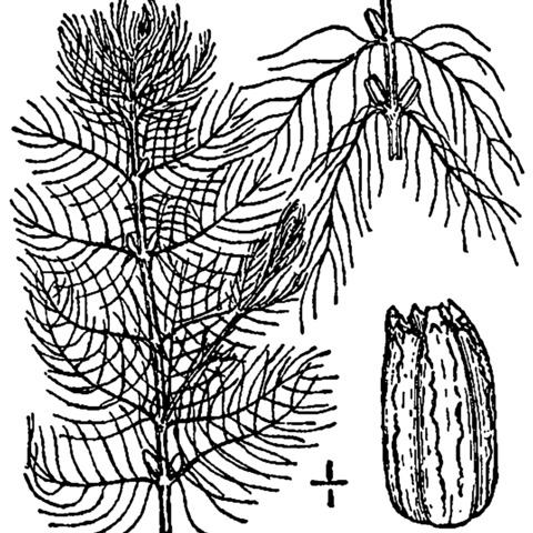 Myriophyllum farwellii unspecified picture