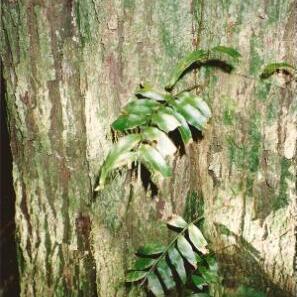 Diospyros pentamera unspecified picture