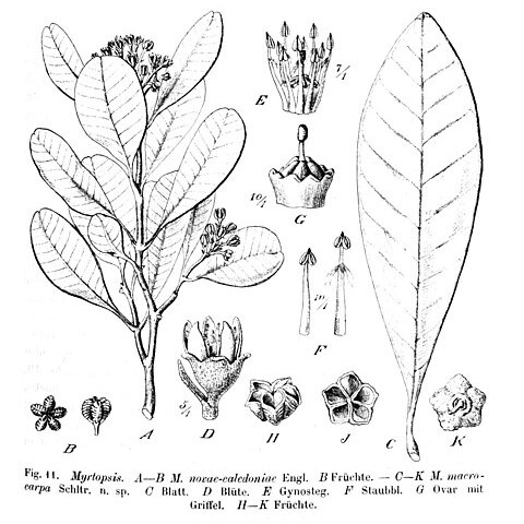 Myrtopsis unspecified picture