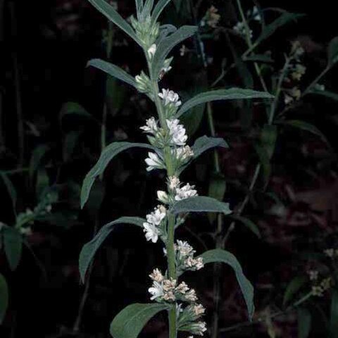Myoporum velutinum unspecified picture
