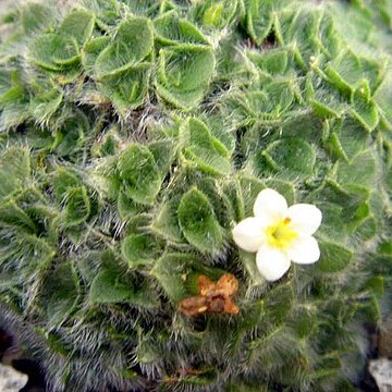 Myosotis pulvinaris unspecified picture