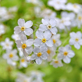 Myosotis abyssinica unspecified picture