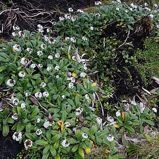 Myosotis rakiura unspecified picture