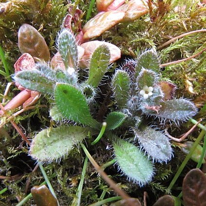 Myosotis brevis unspecified picture