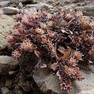 Myosotis glauca unspecified picture