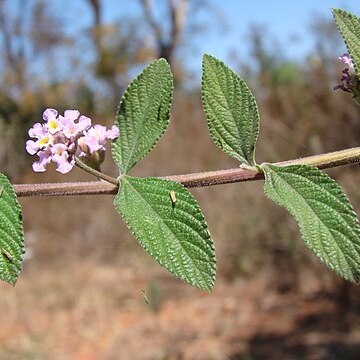 Lippia unspecified picture