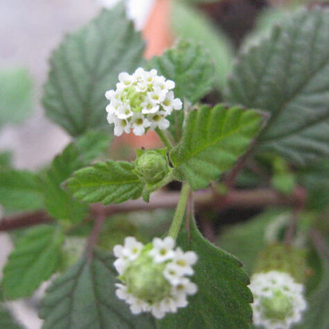 Lippia unspecified picture