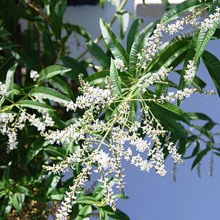 Aloysia unspecified picture