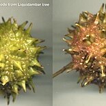 Liquidambar unspecified picture