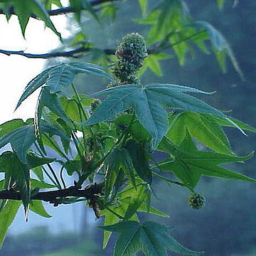 Altingiaceae unspecified picture