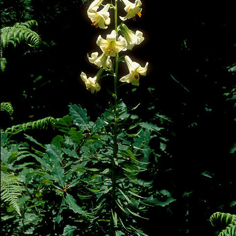 Lilium akkusianum unspecified picture