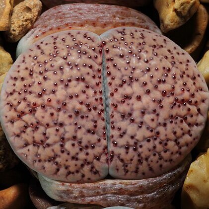 Lithops verruculosa unspecified picture
