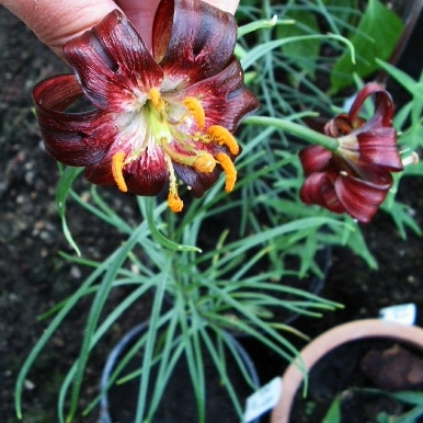 Lilium papilliferum unspecified picture