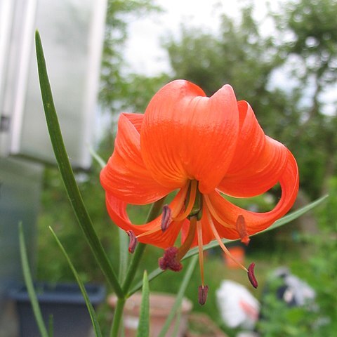Lilium pumilum unspecified picture