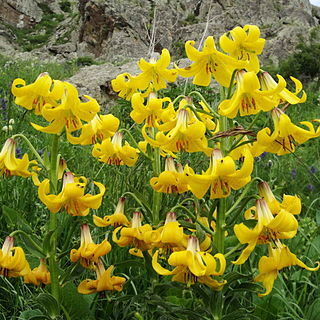 Lilium armenum unspecified picture