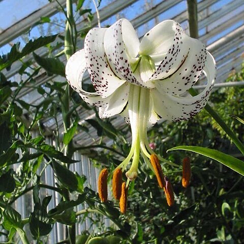 Lilium taliense unspecified picture