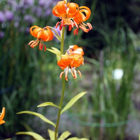 Lilium medeoloides unspecified picture