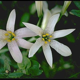 Lilium rubescens unspecified picture