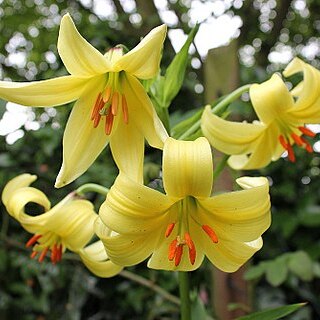 Lilium szovitsianum unspecified picture