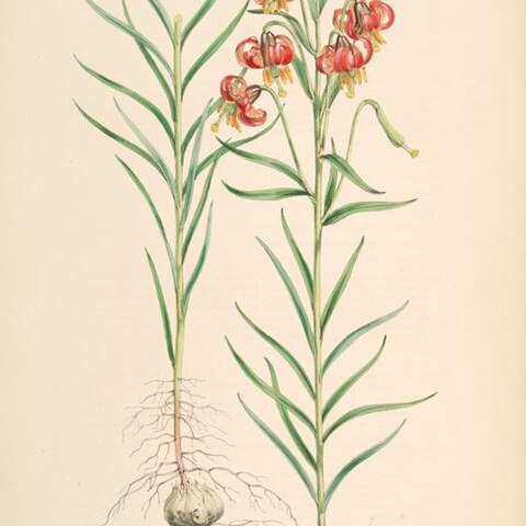Lilium callosum unspecified picture
