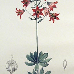 Lilium bolanderi unspecified picture