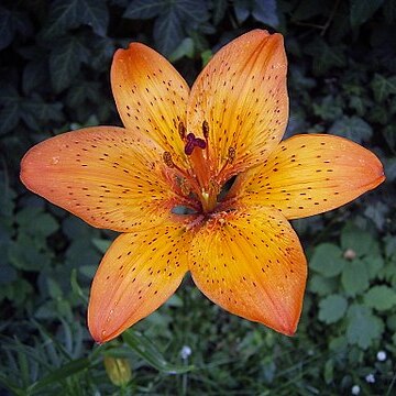 Lilium unspecified picture