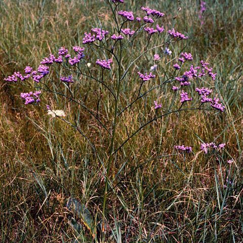 Limonium gmelinii unspecified picture