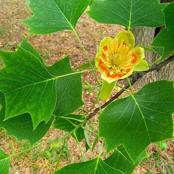 Liriodendron unspecified picture