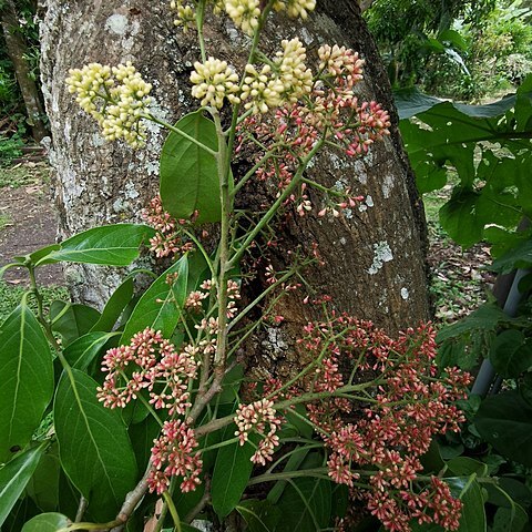 Licaria unspecified picture