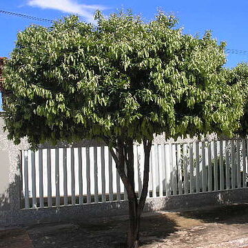 Licania unspecified picture