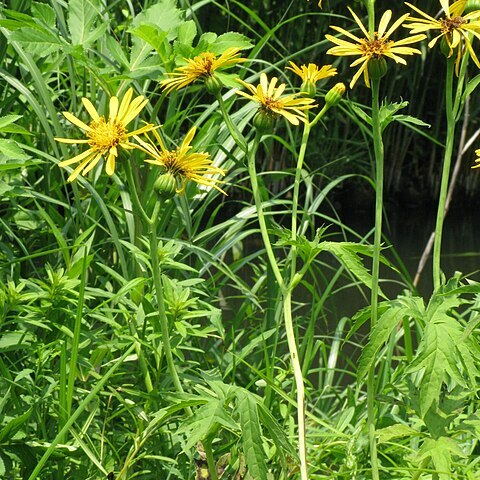 Ligularia japonica unspecified picture