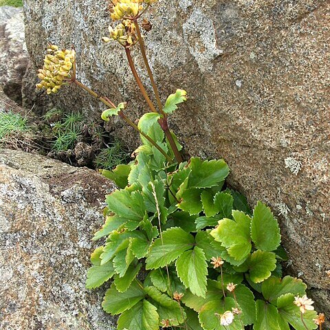 Ligusticum scoticum unspecified picture